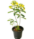 Alexandrian Senna – Ornamental