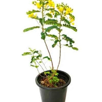 Alexandrian Senna – Ornamental
