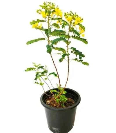 Alexandrian Senna – Ornamental