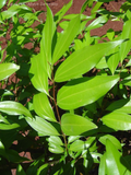 All Spice Plant – Souq Garden Dubai (2)