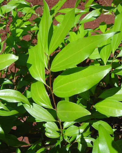 All Spice Plant