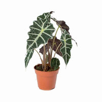 Alocasia Polly (Alocasia Elephant Ear)