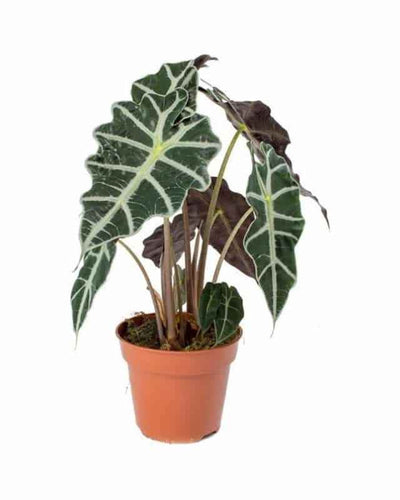 Alocasia Polly (Alocasia Elephant Ear)