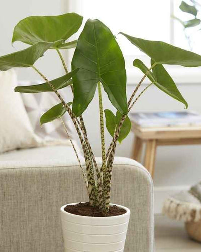 Alocasia Zebrina zebra stripe stems elephant ear indoor plant Dubai UAE Souq Garden