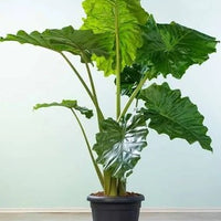 Alocasia California