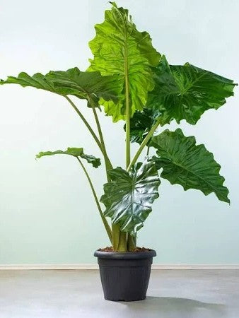 Alocasia California giant elephant ear large leaves Dubai UAE Souq Garden