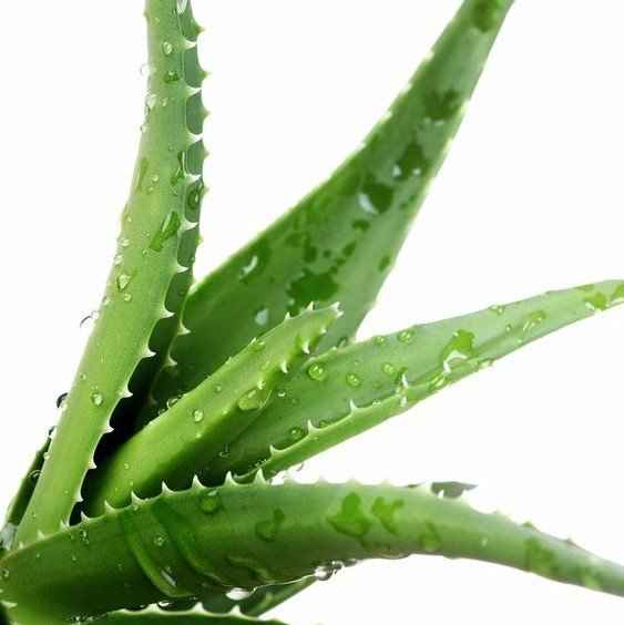 aloe vera plant dubai Buy Aloe Vera Dubai & UAE