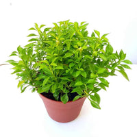 Alternanthera Green
