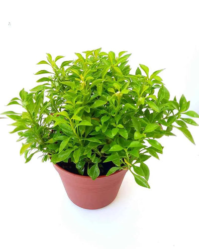 Alternanthera Green