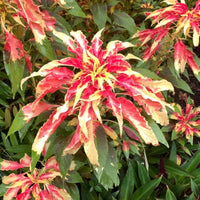 Amaranthus Tricolor – Mexican Grain