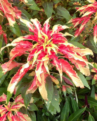 Amaranthus tricolor (Joseph's Coat) colourful foliage plant