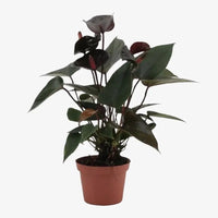 Anthurium Black – 30-40cm