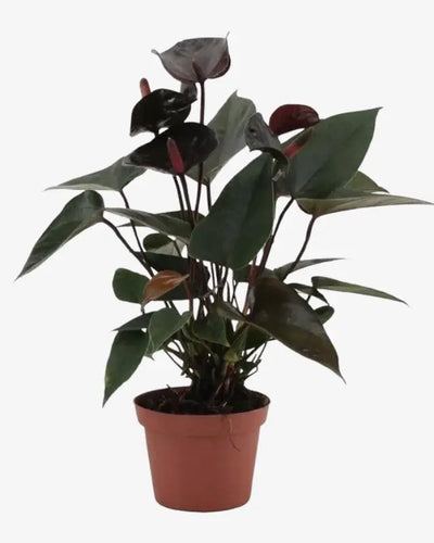 Anthurium Black – 30-40cm