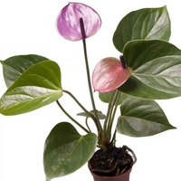 Anthurium Purple