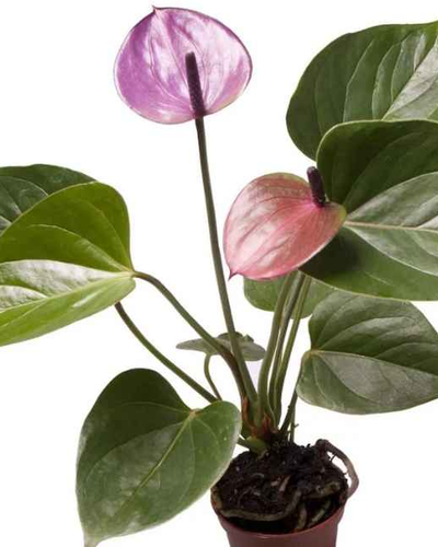 Anthurium Purple – 30 – 40cm