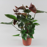 Anthurium Chocolate – 40cm-50cm