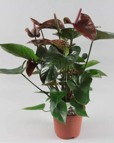 Anthurium Chocolate – 40cm-50cm