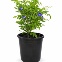 Morning Glory – Butterfly Pea Plant