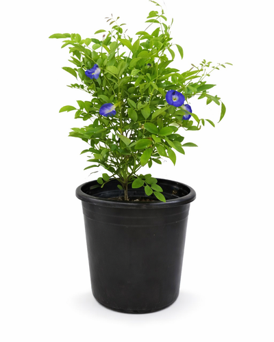 Morning Glory – Butterfly Pea Plant