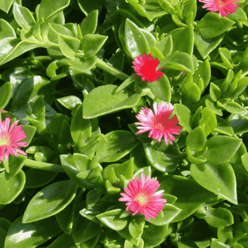 Baby Sun Rose – Heartleaf Ice Plant