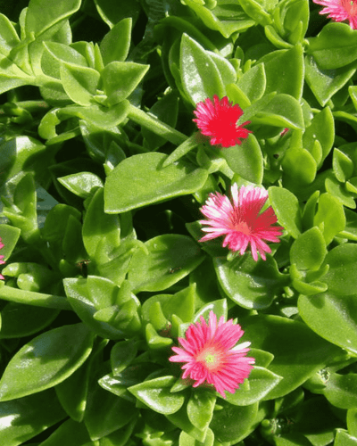 Baby Sun Rose – Heartleaf Ice Plant
