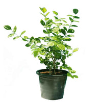 Indian Jasmine