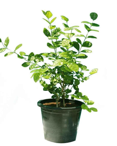 Arabian Jasmine
