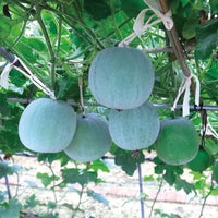 Ash Gourd