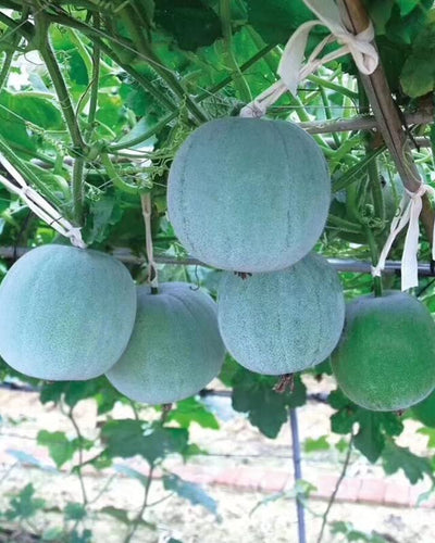 Ash Gourd