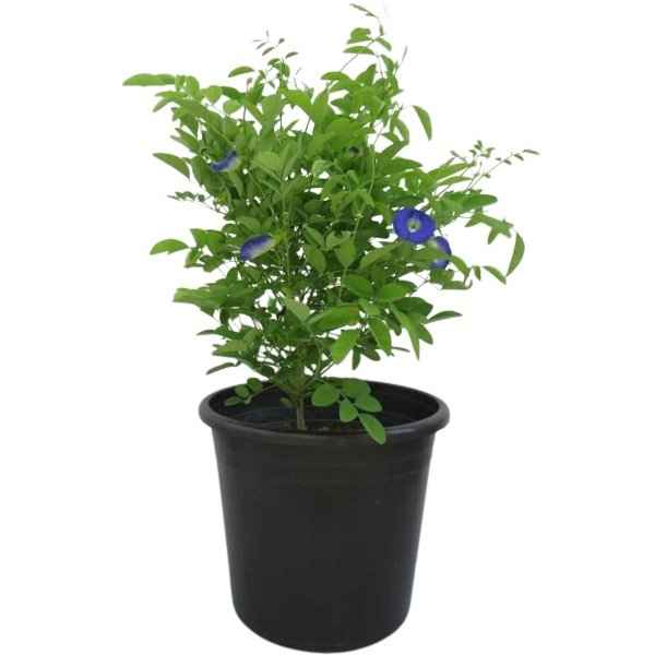 Morning Glory – Butterfly Pea Plant