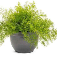 Asparagus Fern