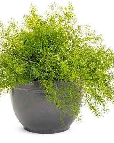 Asparagus Fern