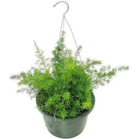 Asparagus Fern Hanging Plant