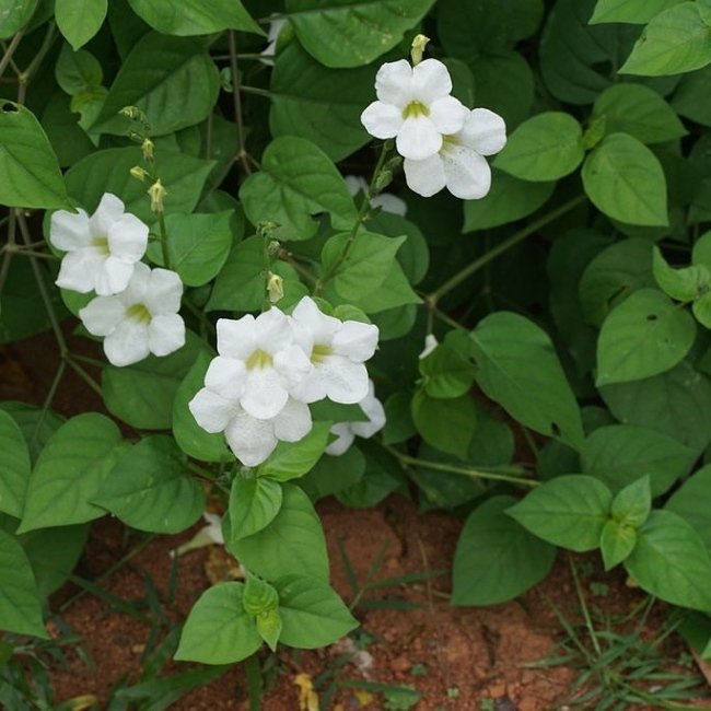 Justicia Gangetica – Asystasia Gangetica