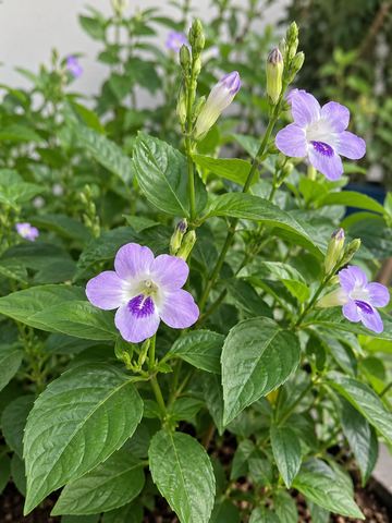 Asystasia Plant