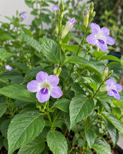 Asystasia Plant