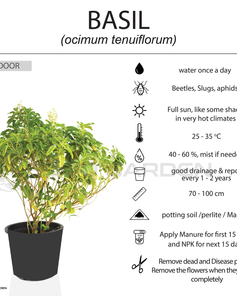 Holy Basil – Tulsi