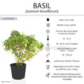 Holy Basil – Tulsi
