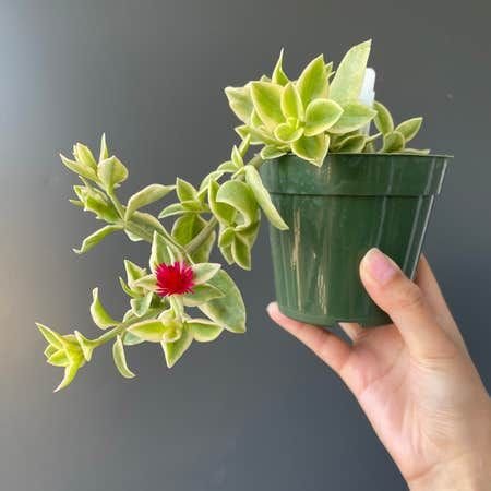 Baby Sun Rose – Heartleaf Ice Plant