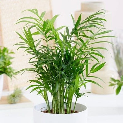 Bamboo Palm Plant
