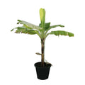 9 Devotional Plants Combo – Navaratri