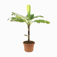Banana Tree