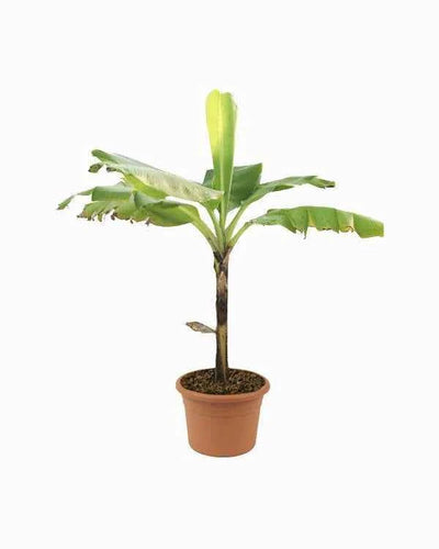 Banana Tree
