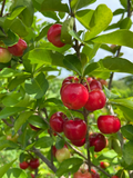 Barbados Cherry - Souq Garden