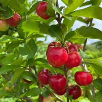 Barbados Cherry