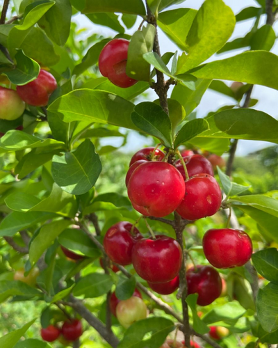 Barbados Cherry