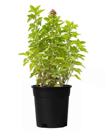 Basil – Rehan