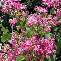 Bauhinia Tree