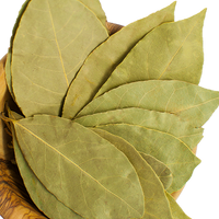 Biriyani Leaf Plant