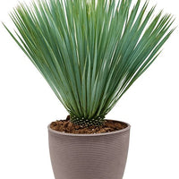 Beaked Yucca